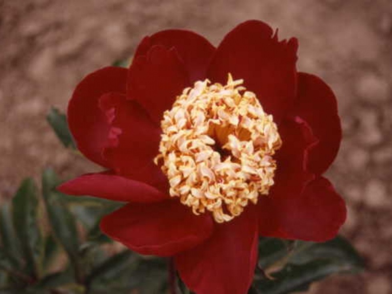 Mary Henderson