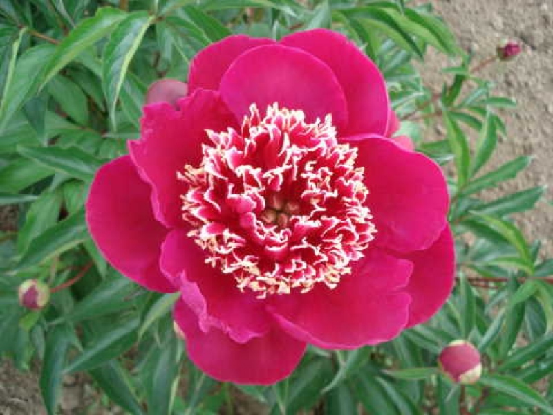 Mme. Henry Fuchs