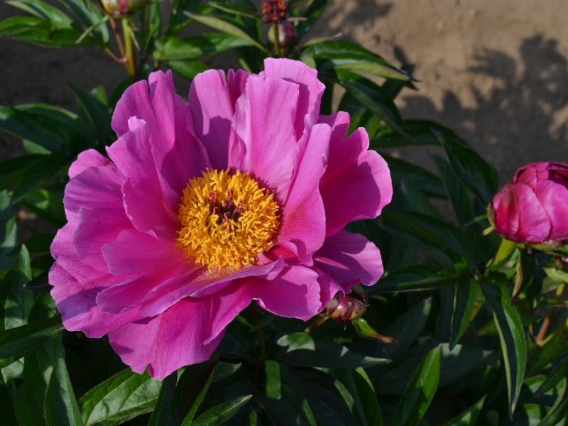 Magenta Gem