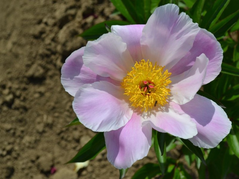 Martha W.