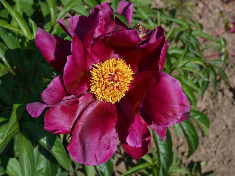 Mme Antonie Riviere