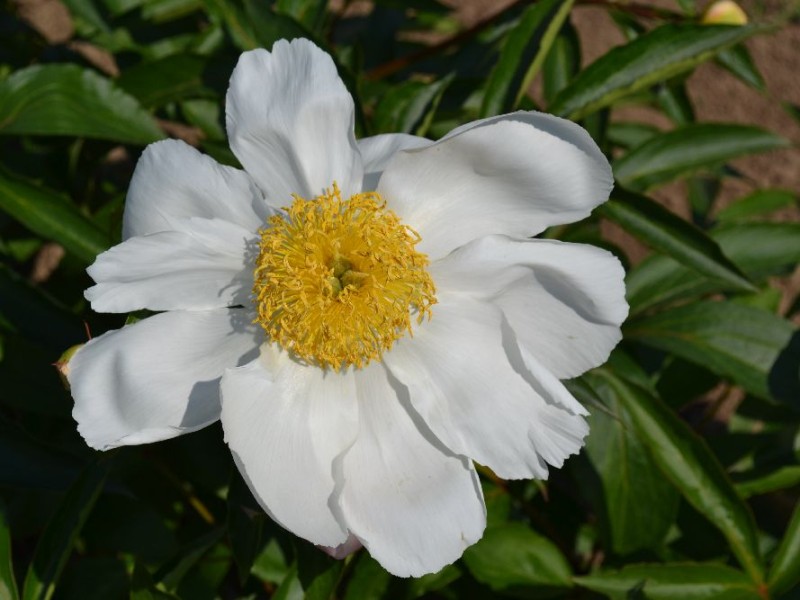 Whitleyi Major