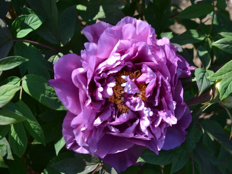 Zuchau Violett (R 55)
