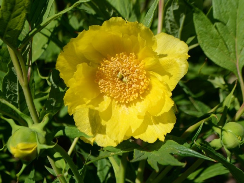 Paeonia ludlowii