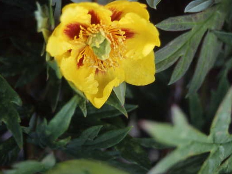 Paeonia delavayi lutea Bf