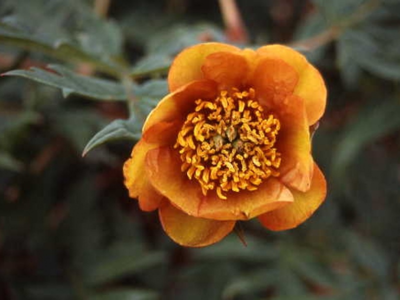 Paeonia delavayi orange