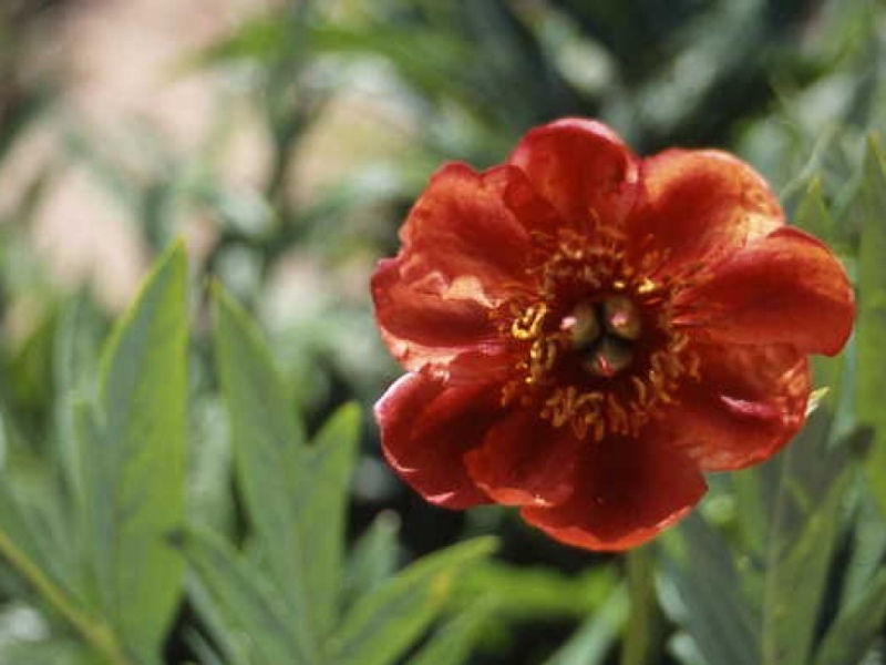 Paeonia delavayi orangerot