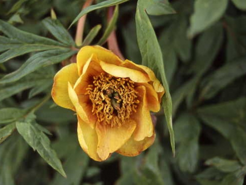 Paeonia delavayi orangegelb