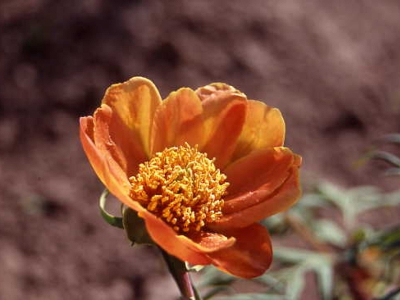 Paeonia delavayi orange 2