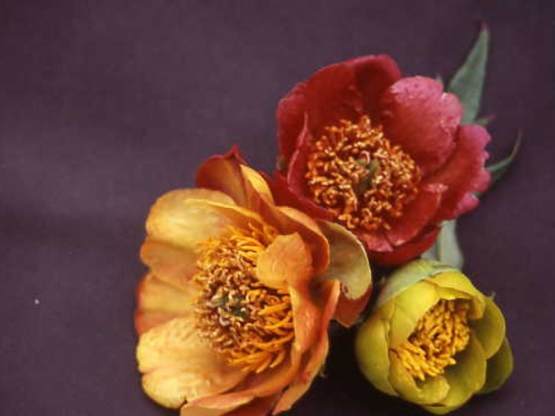 Paeonia delavayi Farbspiel