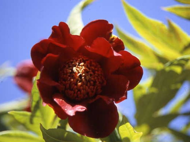 Paeonia delavayi rot