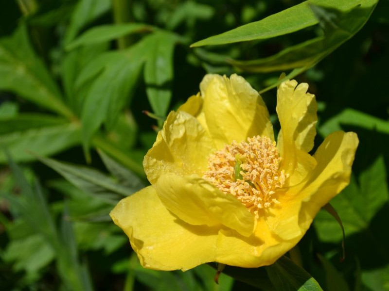 Paeonia del. lutea 'Yellow Queen'