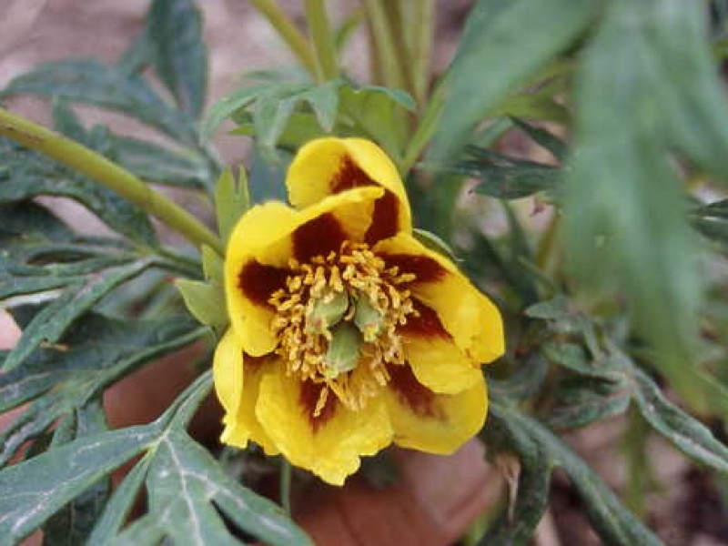 Paeonia delavayi lutea  BF