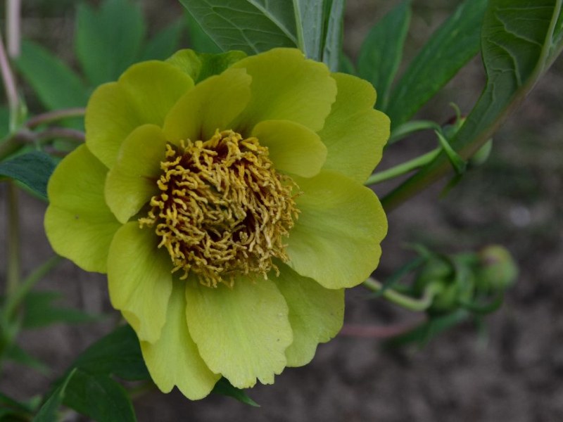 Paeonia delavayi lutea grüngelb