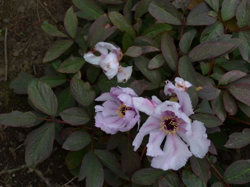 Paeonia qiui