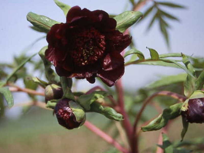 Paeonia delavayi schwarzrot