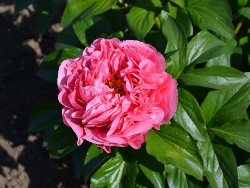 Lachsrosa Schönheit