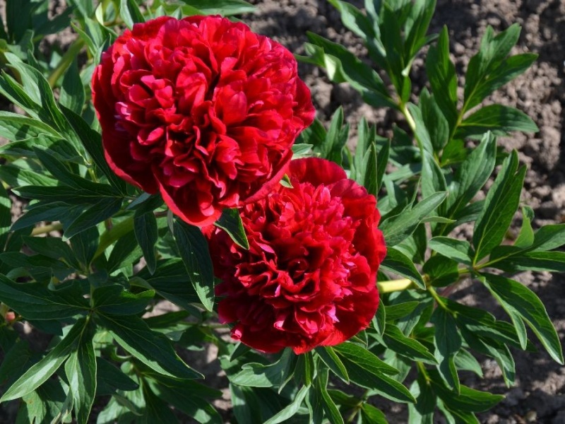 Roter Zauber