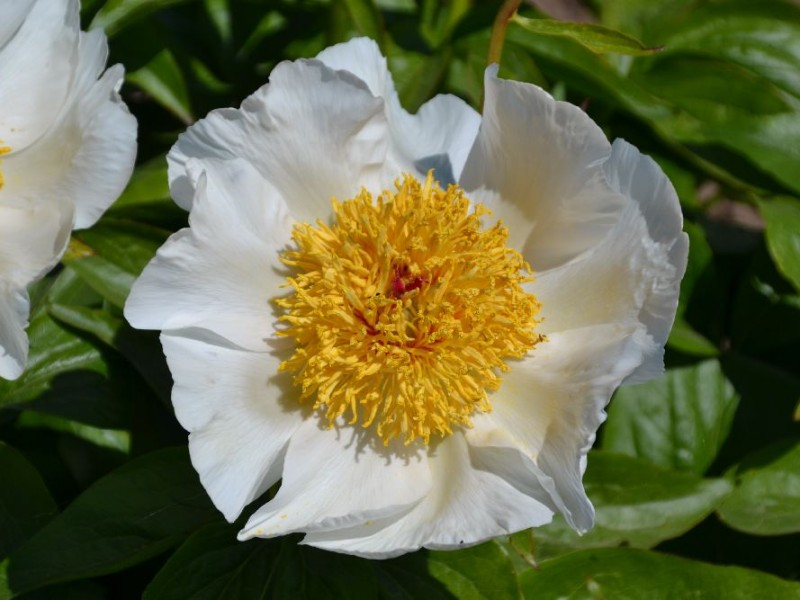 White Doves