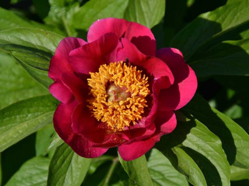 Bernds Rote