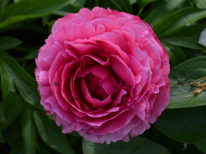 Rose Haert