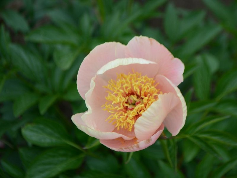 Jane Clifford