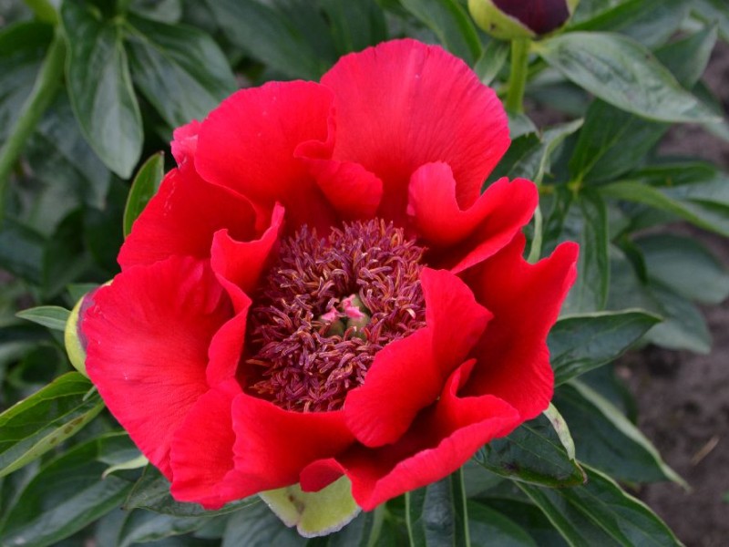 Burma Ruby