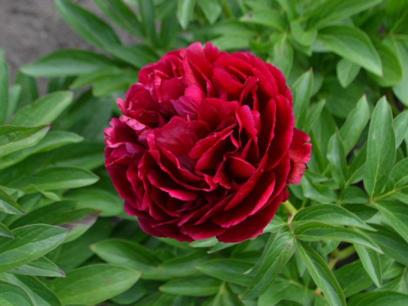 Rosedele
