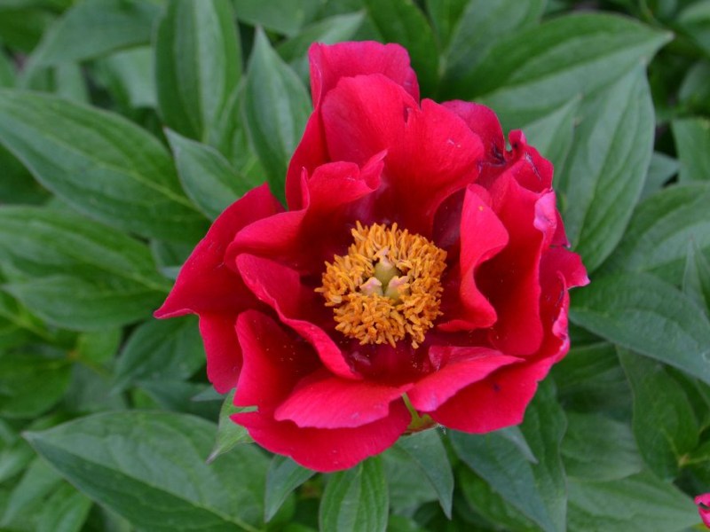 Burma Joy