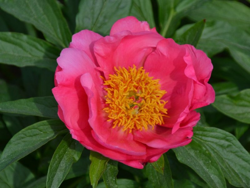 Rose Garland