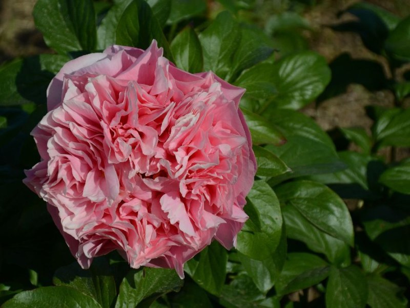 Lachsrosa Schönheit