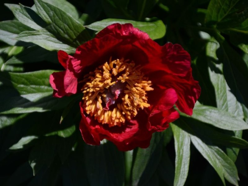 Red Windflower