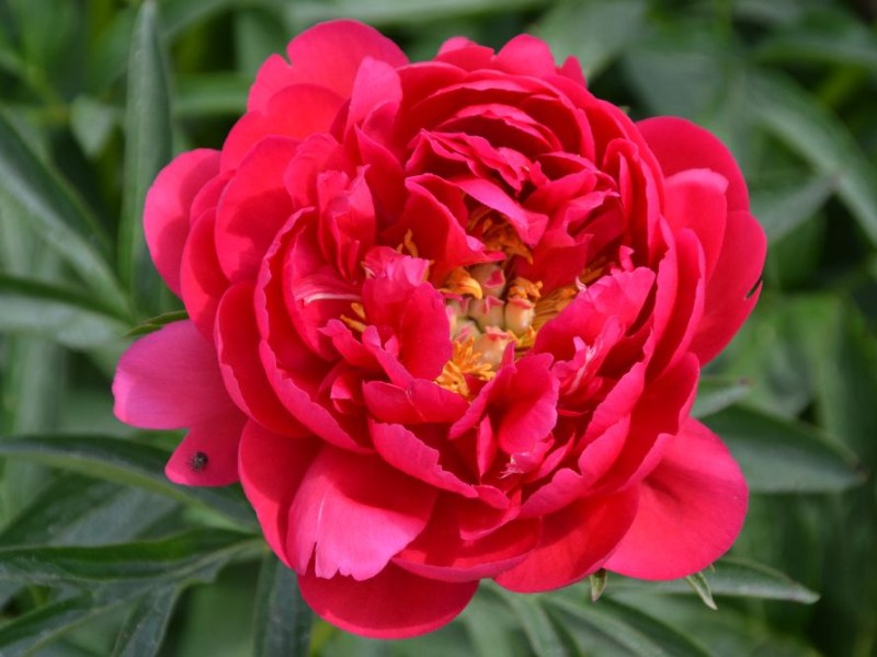 Raspberry Charm