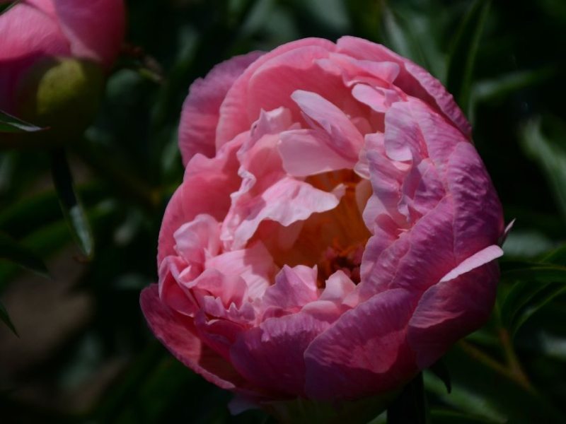 Abalone Pink