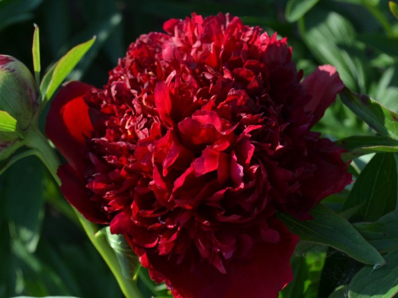 Red Dandy