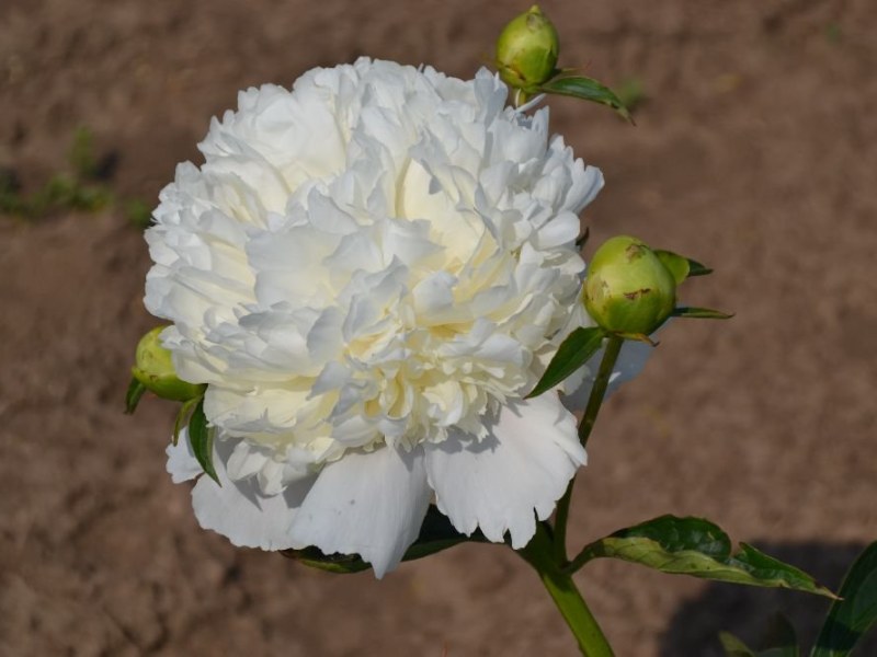 White-Charm