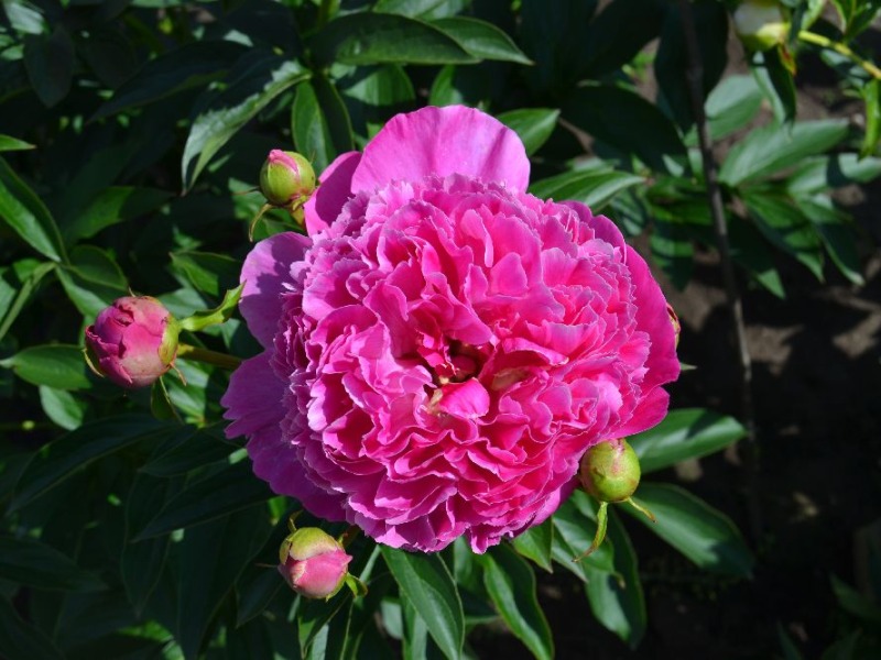 Pink Pom Pom