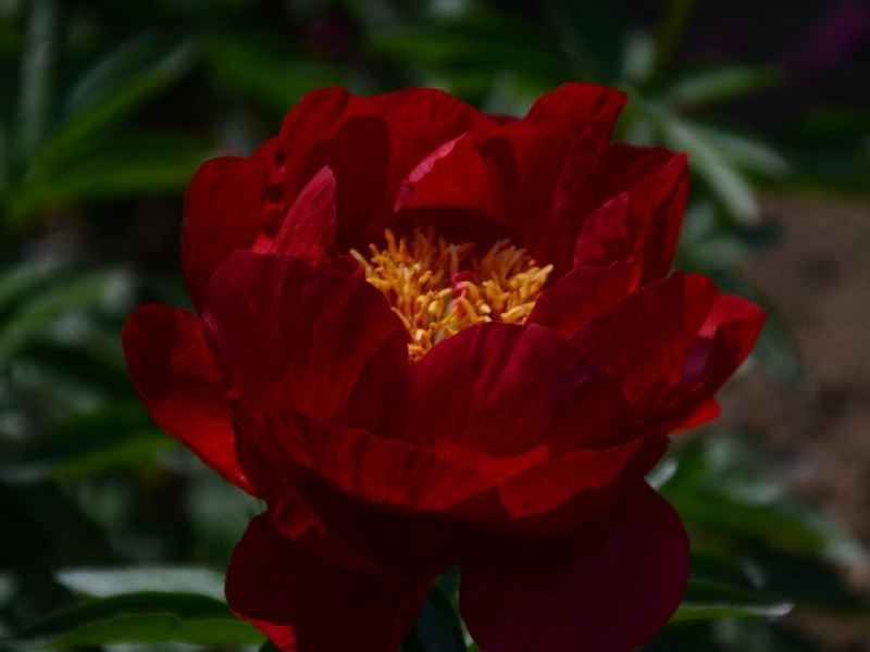 Lois Arleen