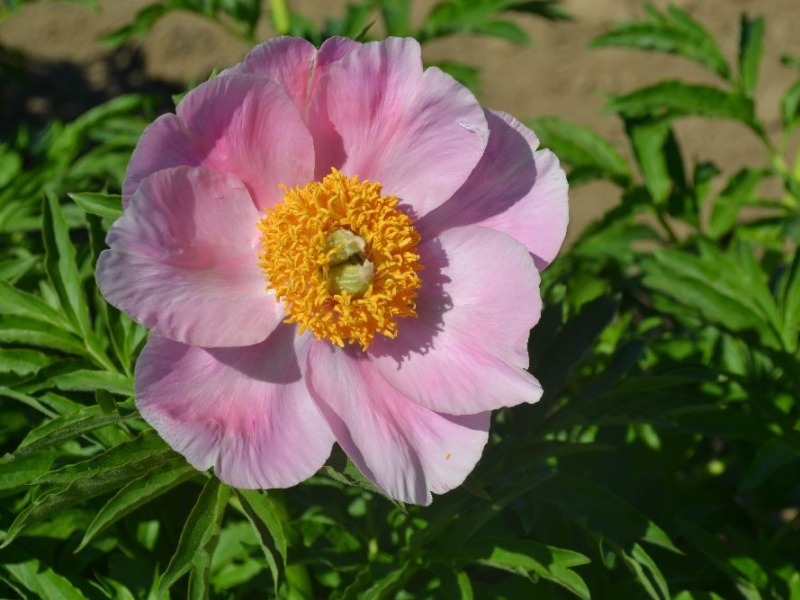 Bernds Rosee