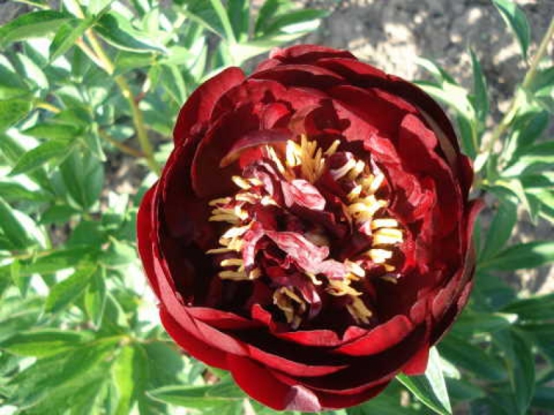 Illini Belle