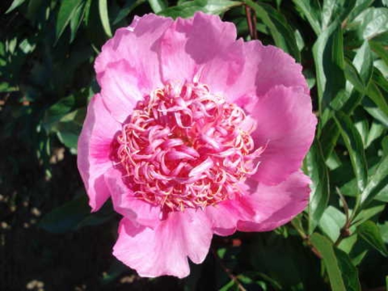 Raspberry Rose