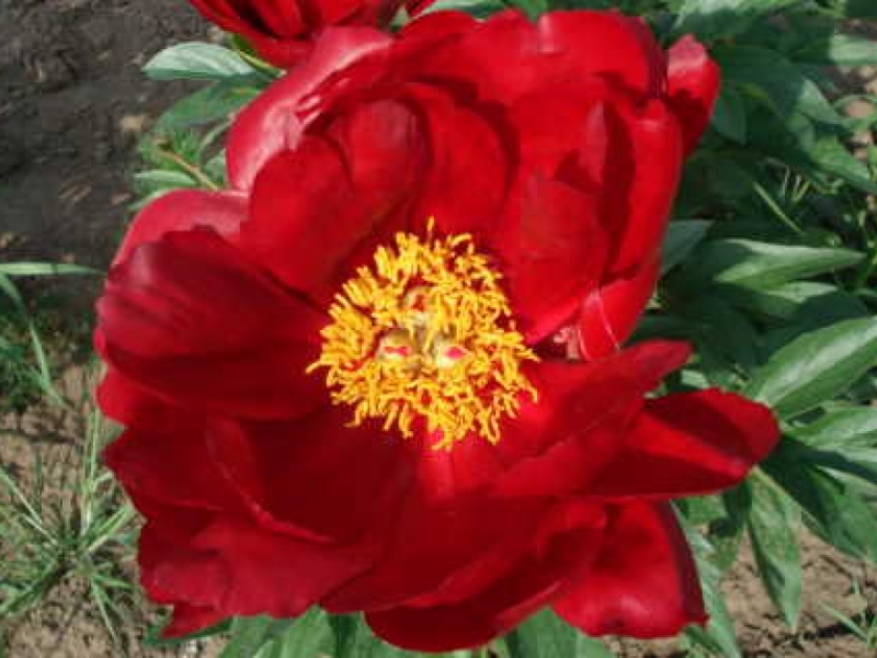 Red Red Rose