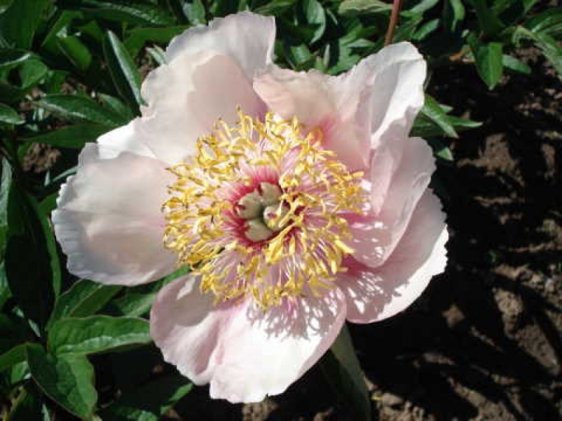 Rose Noble