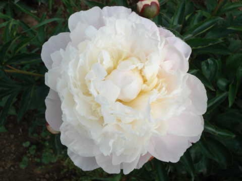 White Frost