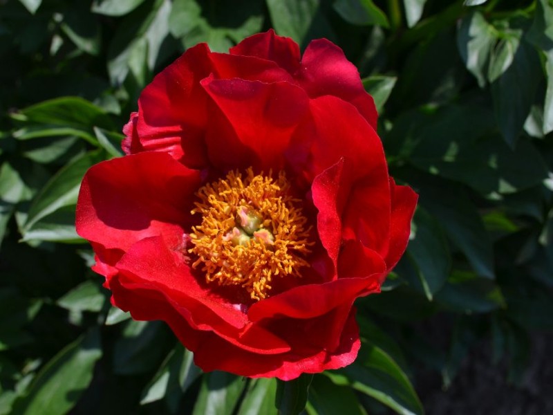 Bravura