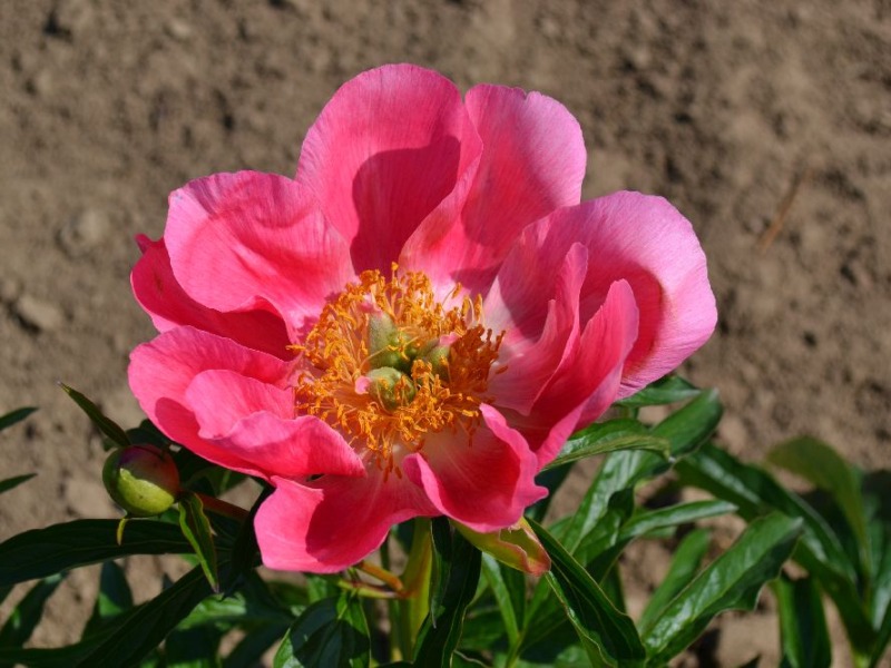 Coral Fay