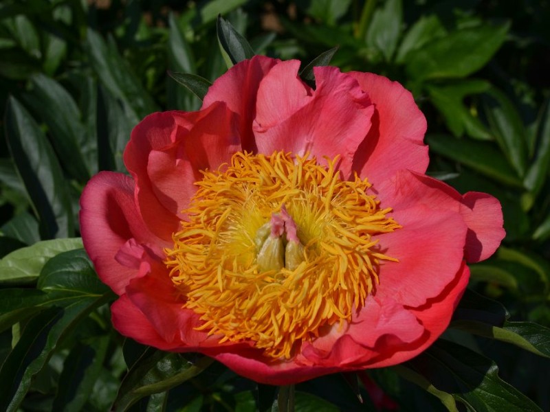 Coral'n Gold