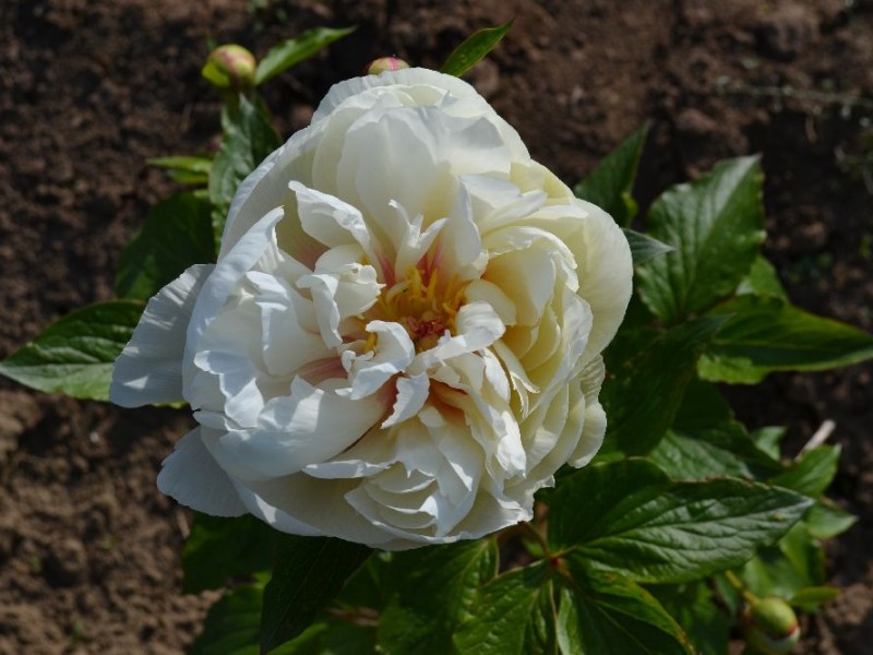 Quad Rose'