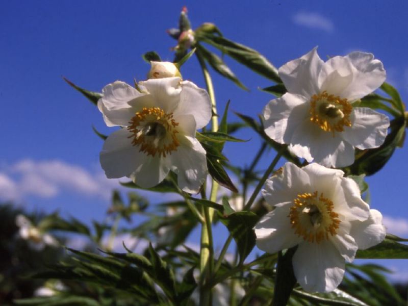 Early Windflower