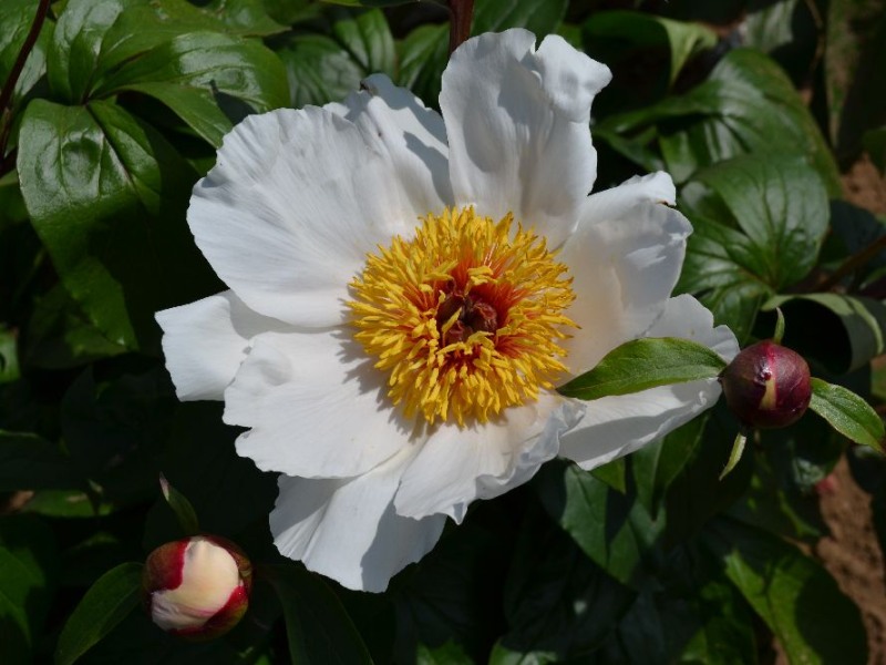 Garden Peace